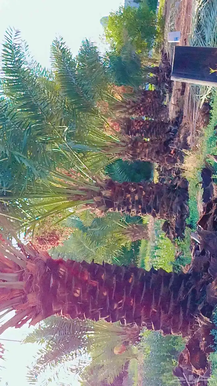 تركيب اسياج الشبوك وتوريد وزراعة النخيل 1