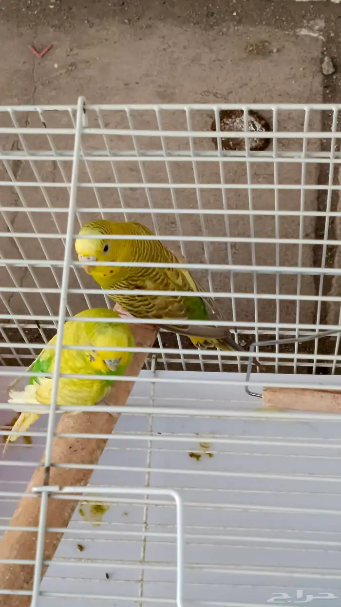 طيور البادجي 3