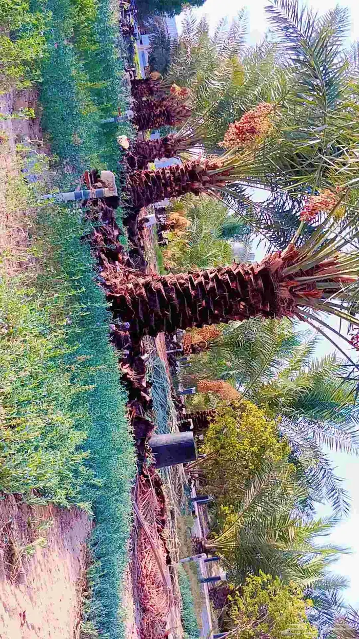 تركيب اسياج الشبوك وتوريد وزراعة النخيل 0