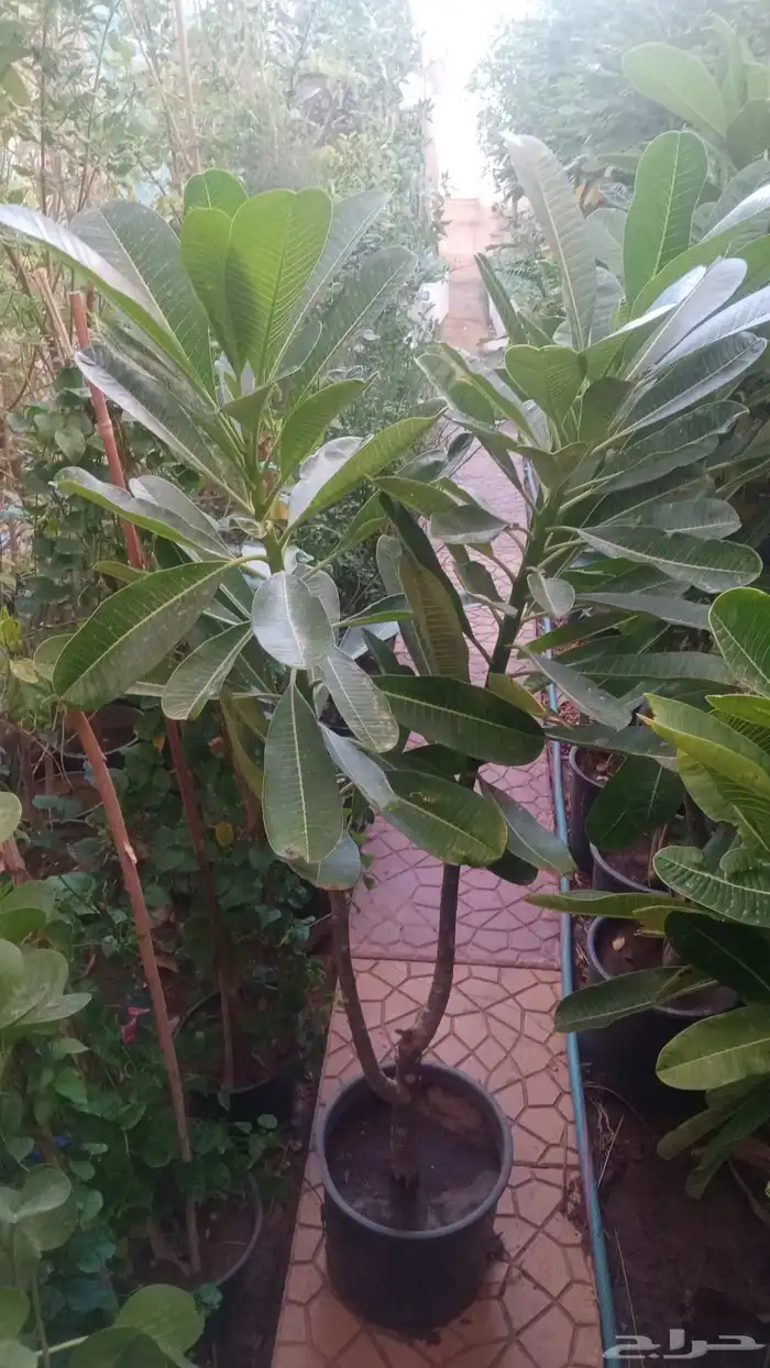 مشتل زراعي 9