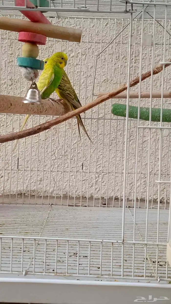 طيور البادجي 0