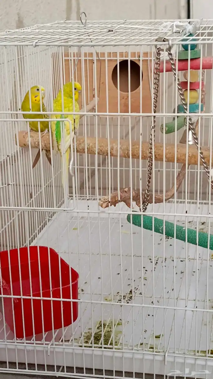 طيور البادجي 1