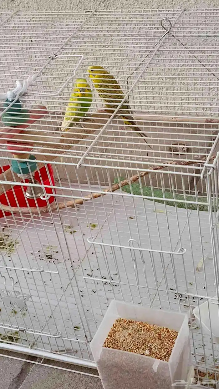 طيور البادجي 4