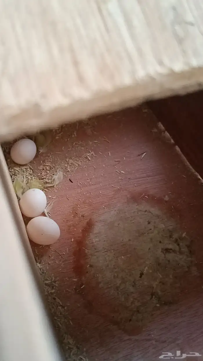 طيور البادجي 2