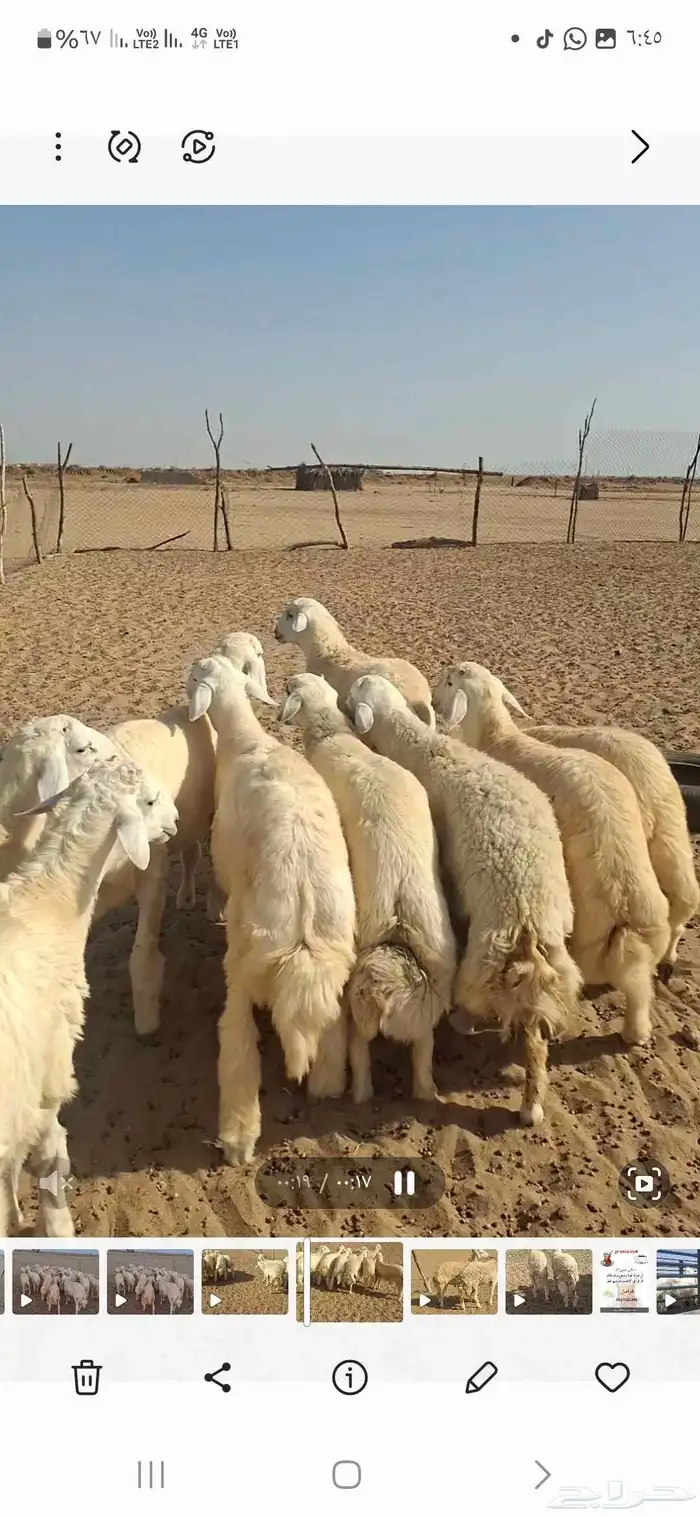 طليان جبره مناسبات 0