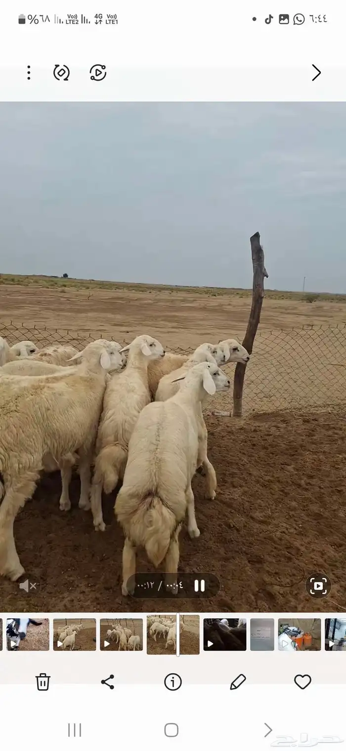 طليان جبره مناسبات 1