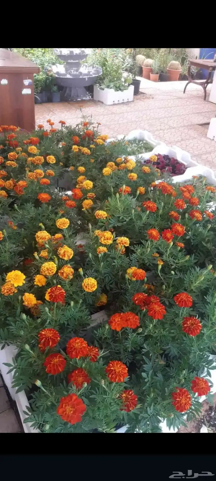 محل فل ورد الرياض تنسيق مهرجانات حفلات تواصل وتساب 3