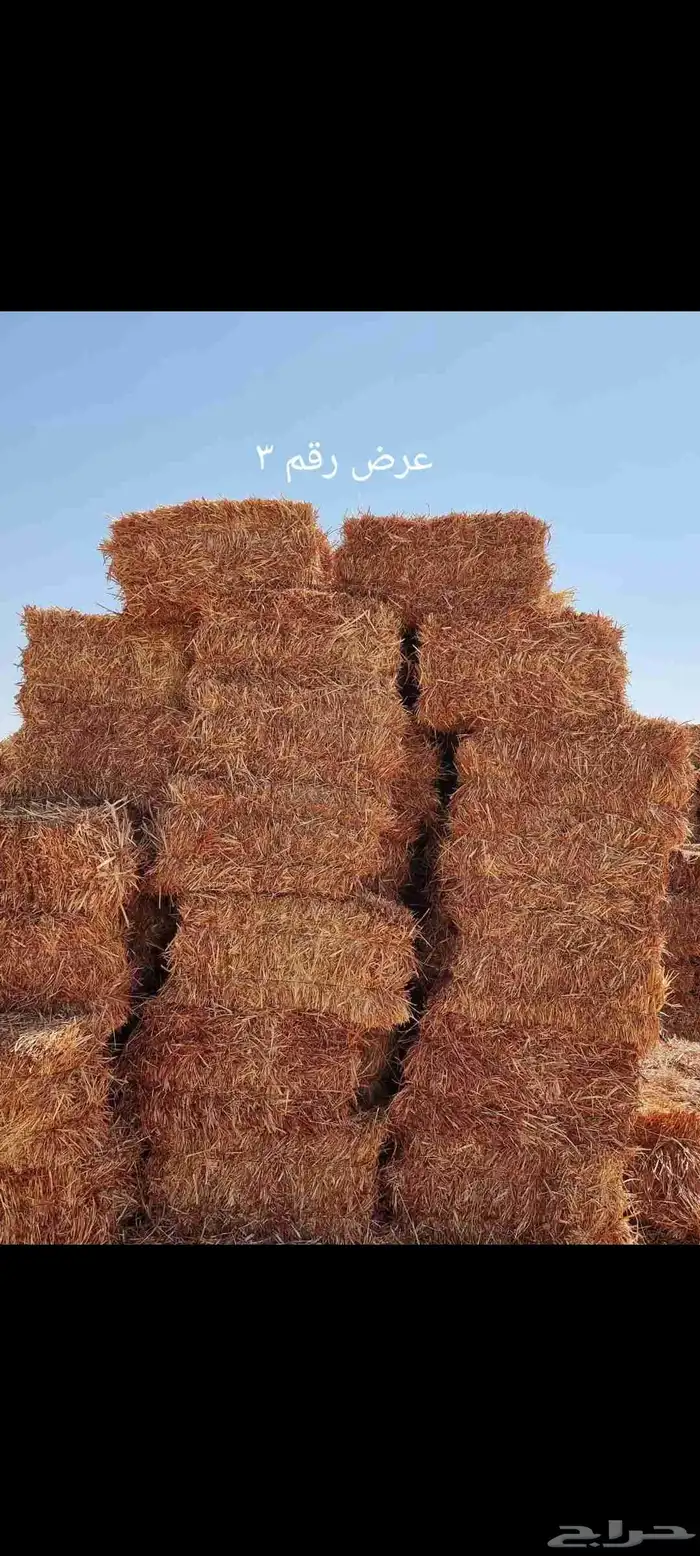 برسيم 6