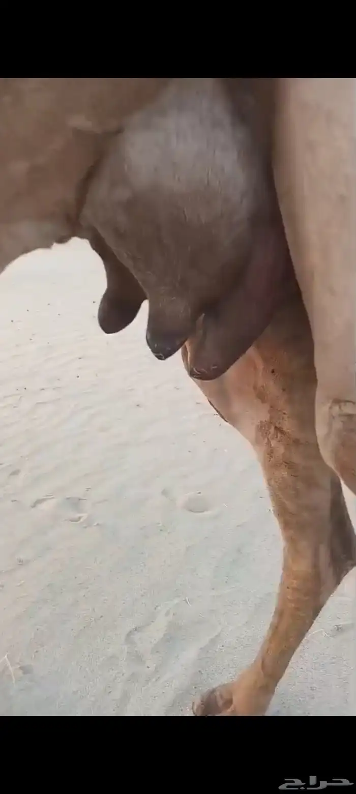 منيحه كفو اكبر طاسه تم البيع 1