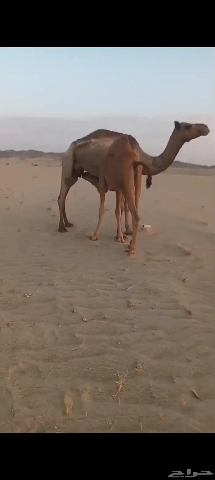 منيحه كفو اكبر طاسه تم البيع 4