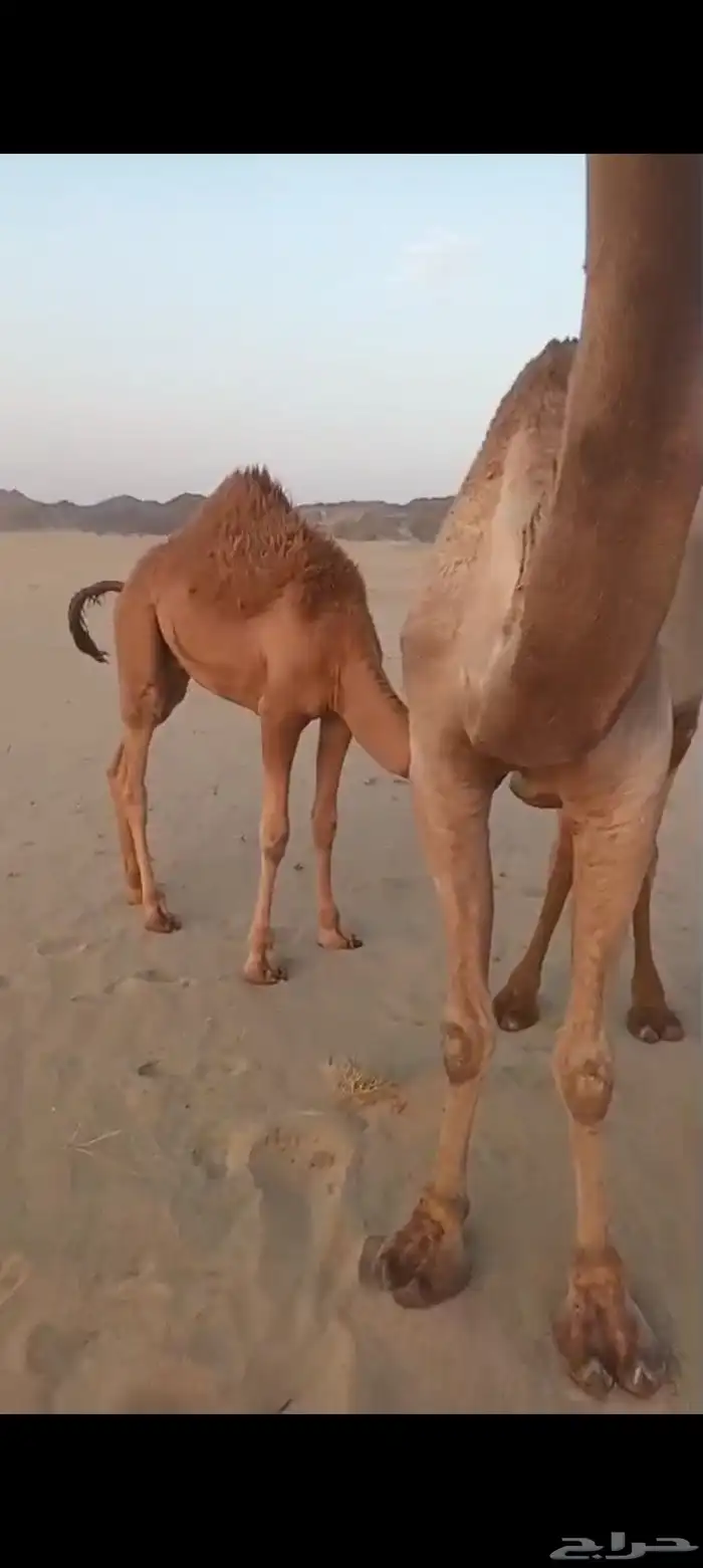 منيحه كفو اكبر طاسه تم البيع 2