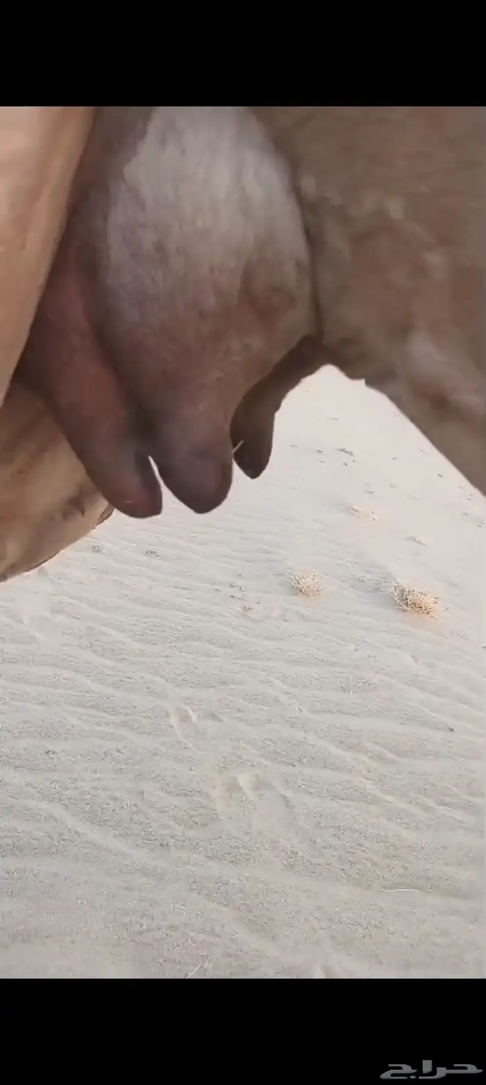 منيحه كفو اكبر طاسه تم البيع 0
