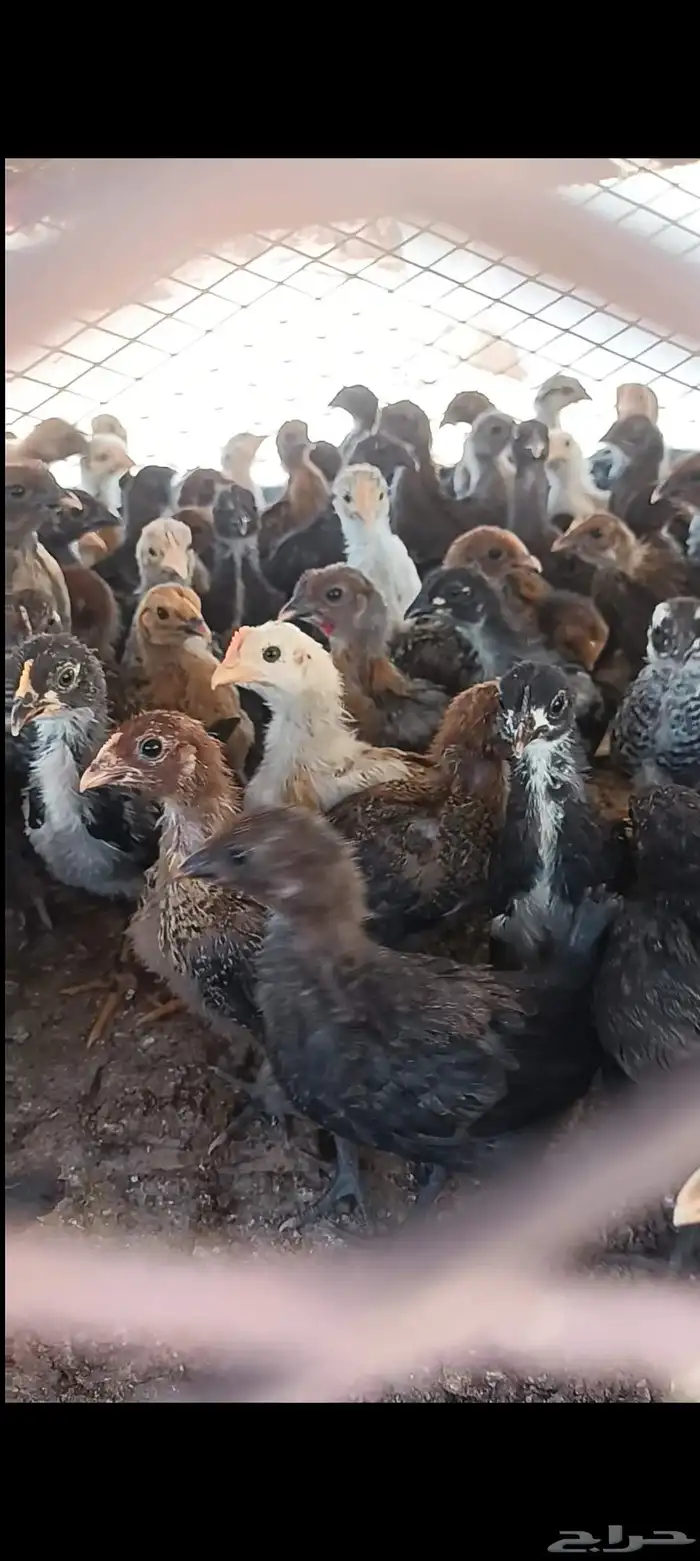 للبيع صيصان بلدي وفيومي شرط الصحه العمر شهر 0