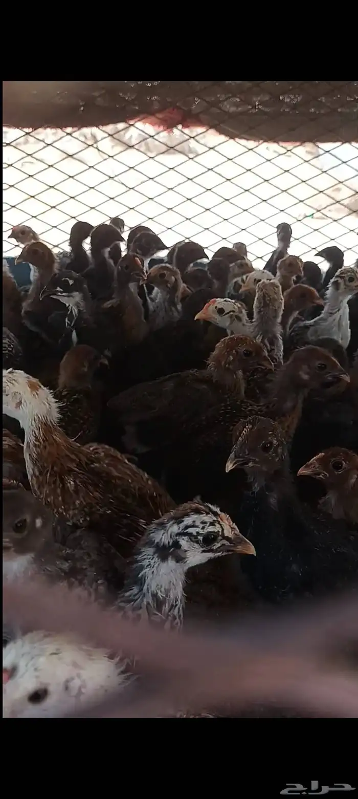 للبيع صيصان بلدي وفيومي شرط الصحه العمر شهر 1