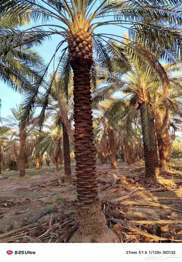 يوجد لدينا نخل للبيع نخل زينه وعربي علا جميع المقاسات 0