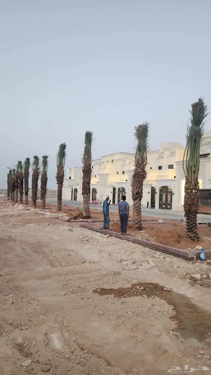 نخل عربي فاخر وجميع انواع النخيل متوفره وجميع انواع الاشجار 5