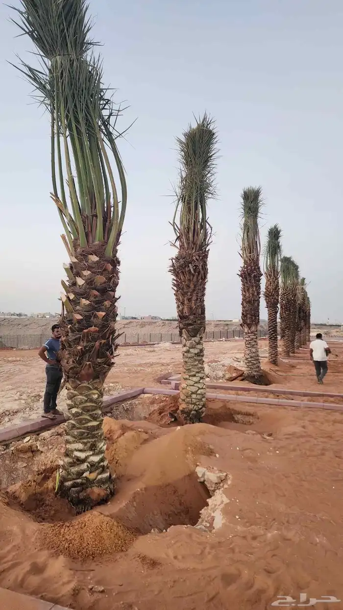 نخل عربي فاخر وجميع انواع النخيل متوفره وجميع انواع الاشجار 2