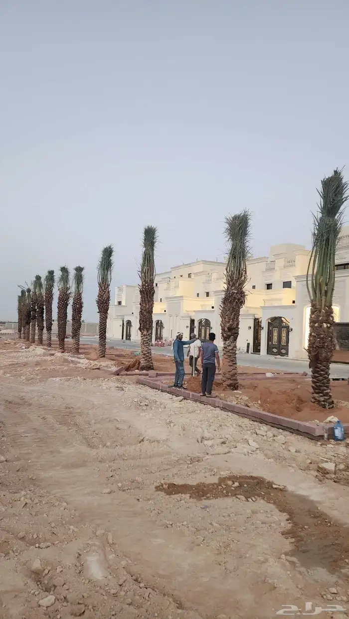 نخل عربي فاخر وجميع انواع النخيل متوفره وجميع انواع الاشجار 4