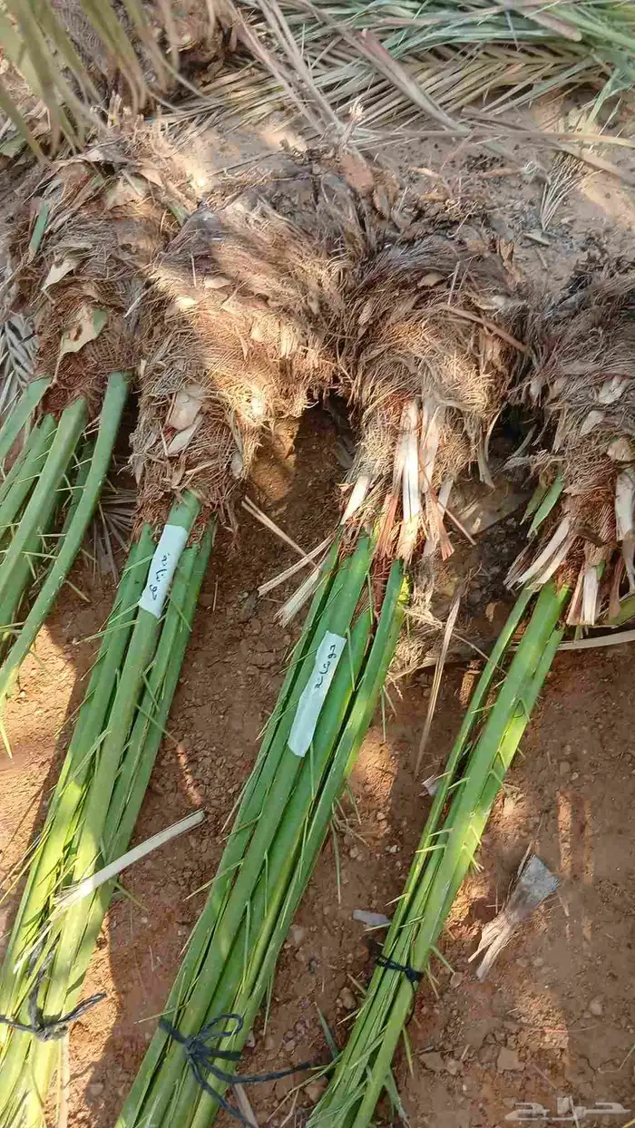 نخيل نوايع شمشوله حوشانه نبتت الحصان مصيفه 9