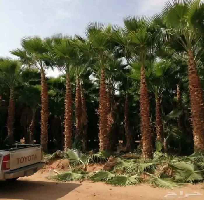 يوجد لدينا جميع انواع الشجار الزيتون ونخيل 6
