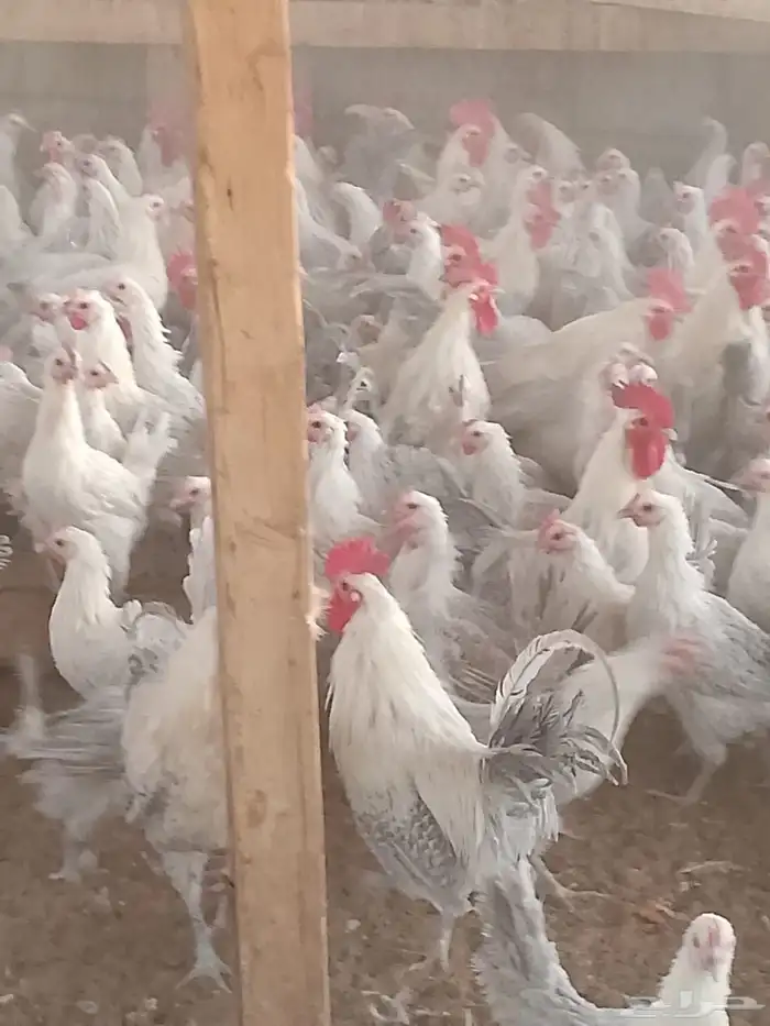 دجاج بياض فيومي المنيو 0