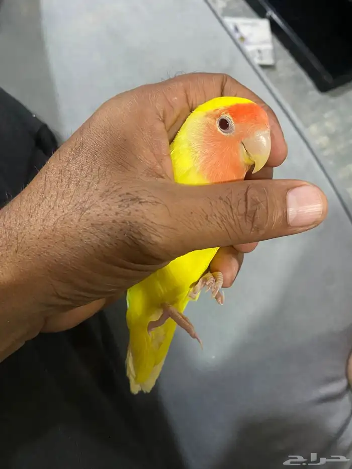 بغباء روز التينو (اليف) 2