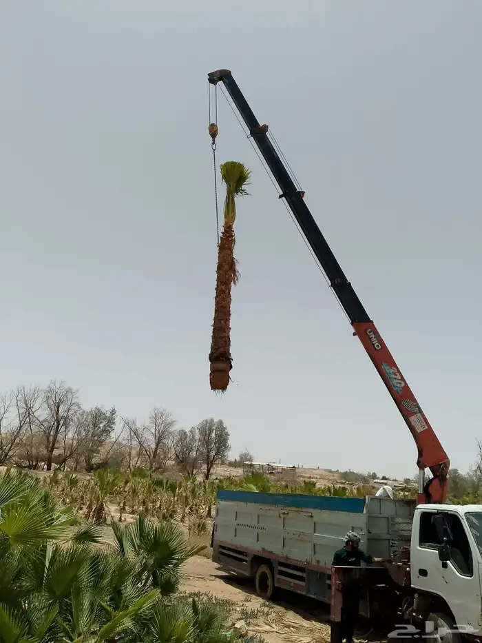 نخيل  مثمر  نخيل زينه 2