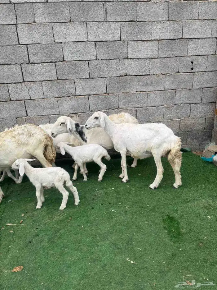 نعاج خلفات. 1
