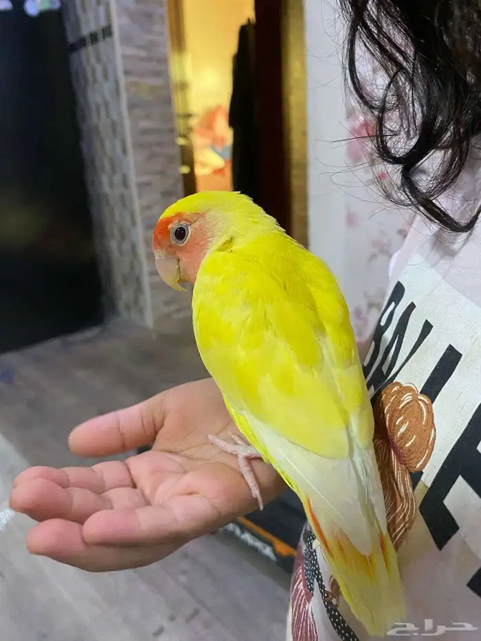 بغباء روز التينو (اليف) 3