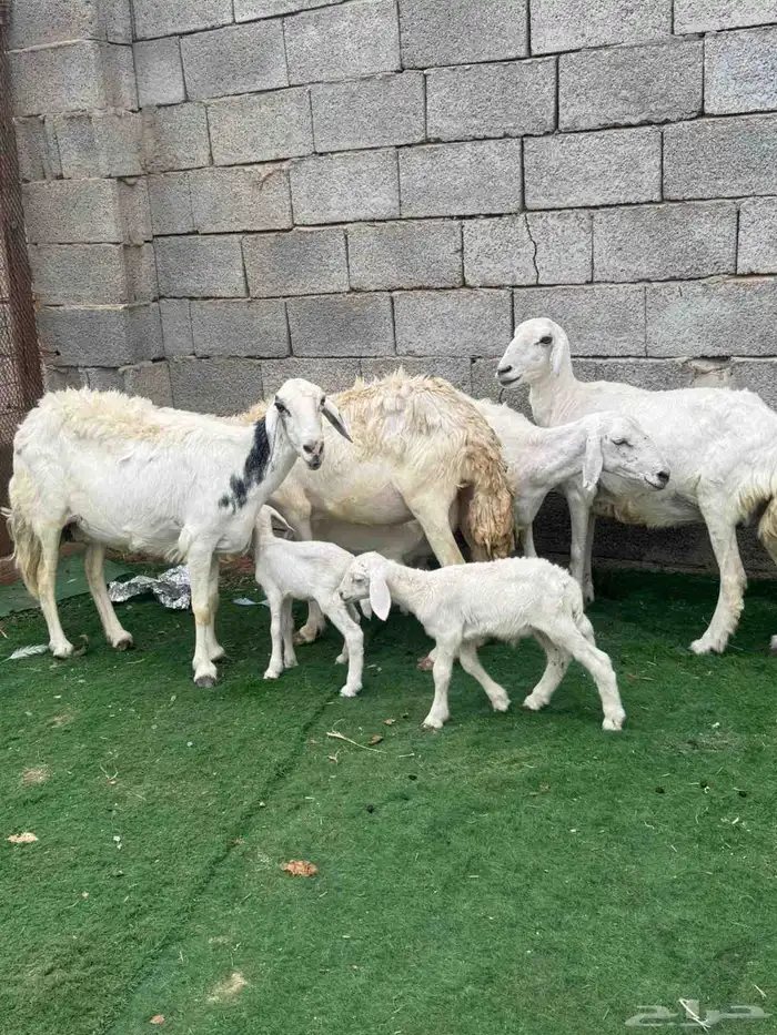 نعاج خلفات. 3