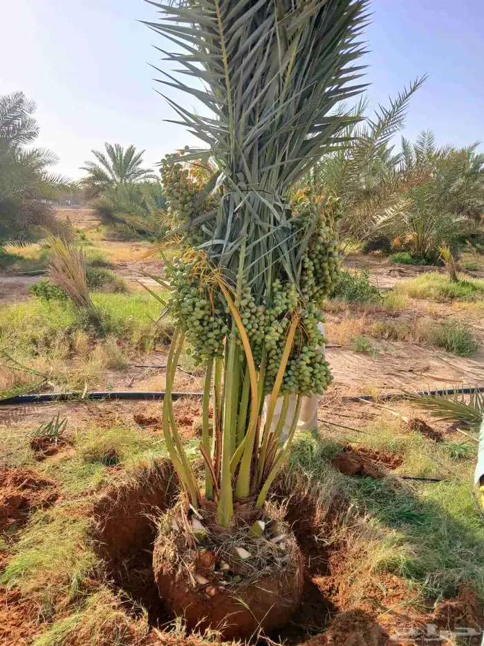 نخل مثمر نخيل نقايل جثايث اخلاص سكري برحي صقعي شيشي واشنطني 0
