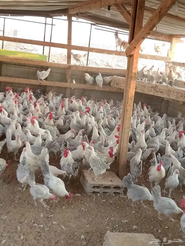 دجاج بياض فيومي المنيو 3