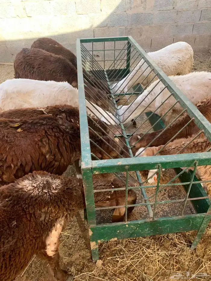 متوفر تيوس جذعان وسواكن ونعيمي للي يدور للتلاجة والجملة 3