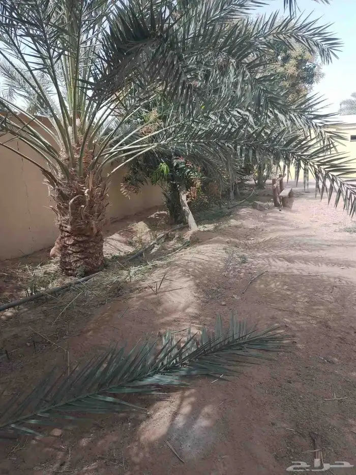عمال النخل تكريب اوتنضيف وغرس النخل ونقل 2