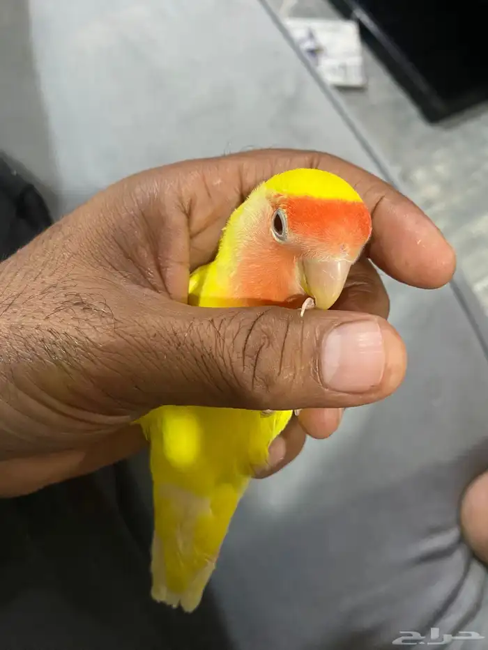 بغباء روز التينو (اليف) 1