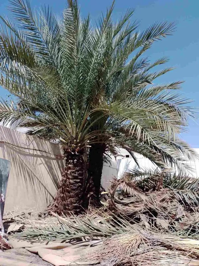 عمال النخل تكريب اوتنضيف وغرس النخل ونقل 1