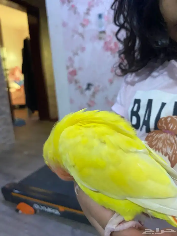 بغباء روز التينو (اليف) 4