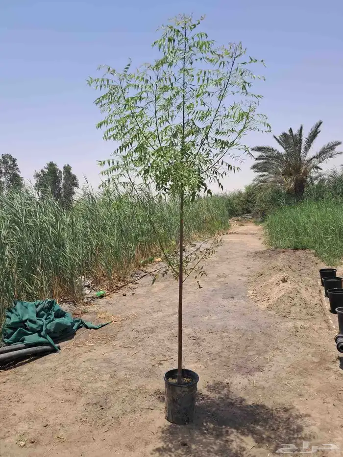 اشجار 1