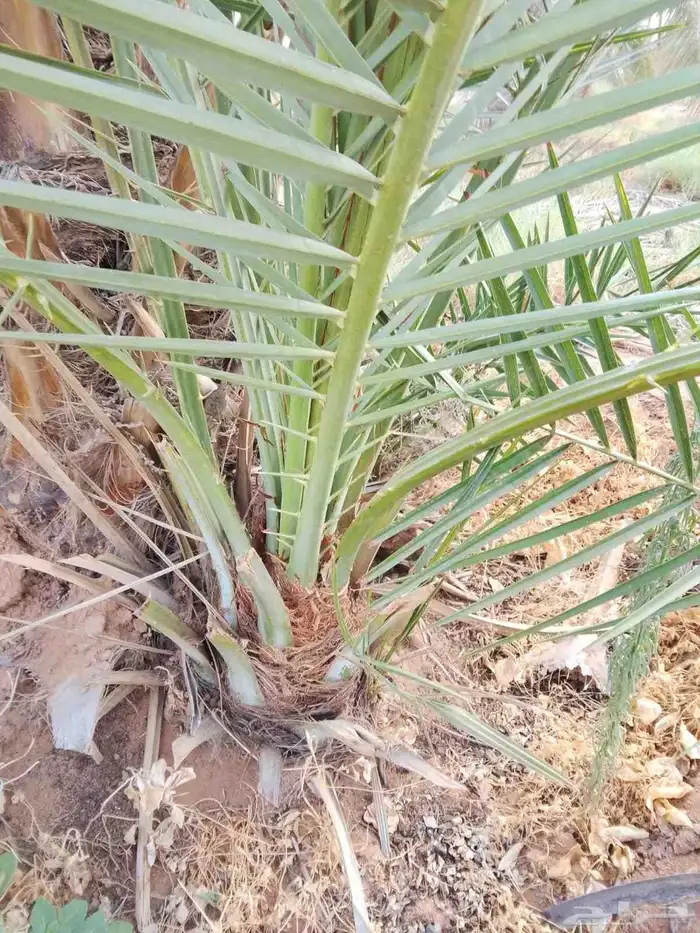 فروخ طيبه 0