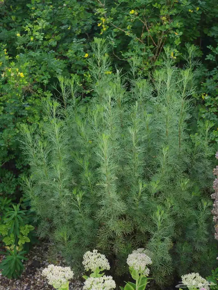 مشتل مشاتل 5