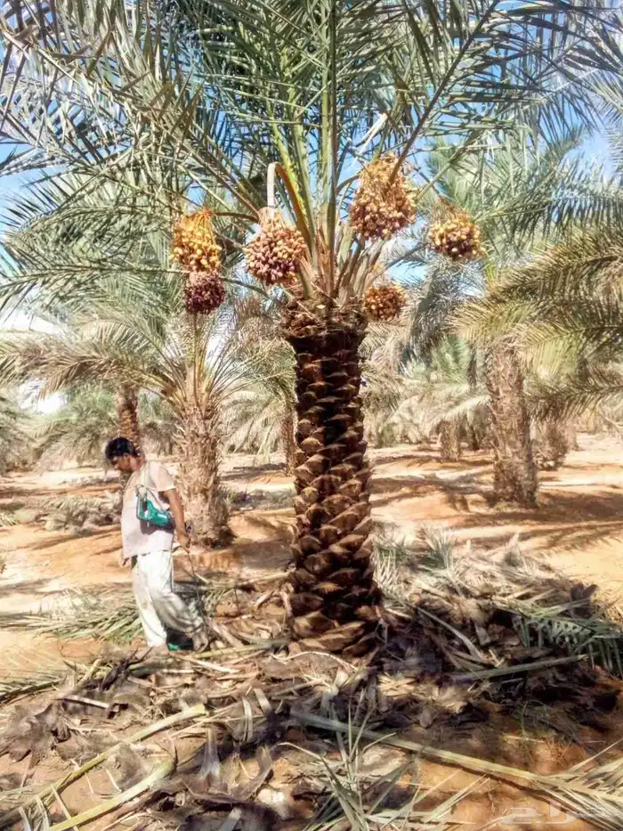نخل واشنطني زينه نخيل اخلاص سكري برحي صقعي هلالي غر روثان 9