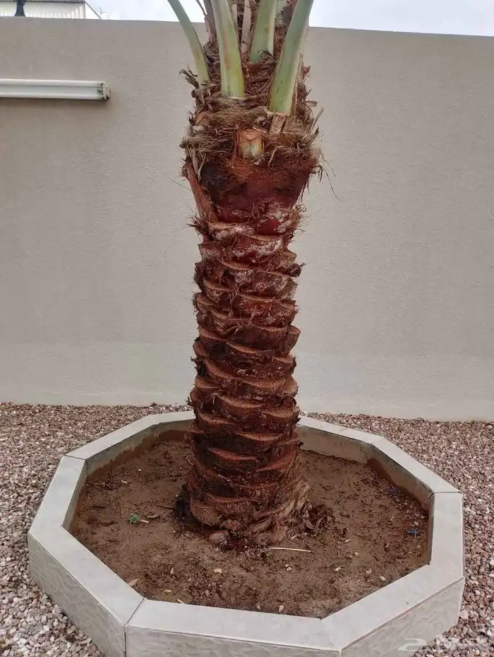 يوجد لدينا نخل للبيع نخل زينه وعربي علا جميع المقاسات 2