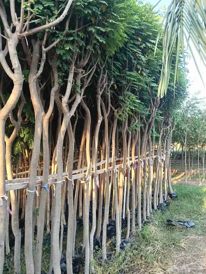 توريد اشجار 0