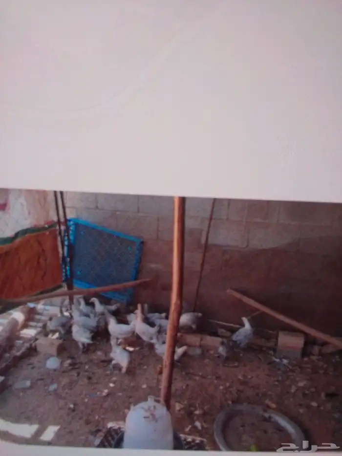 دجاج فيومي المنيو 0