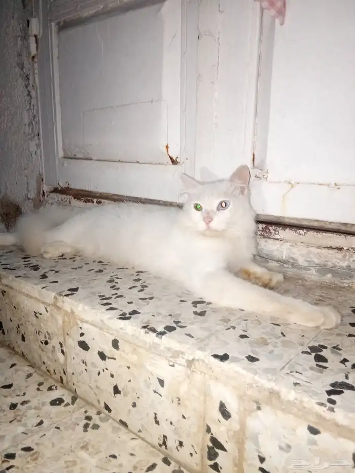 قط للبيع ذكر ابيض عنده عين زرقه والثانيه خضراء للبيع 150 ريا 0