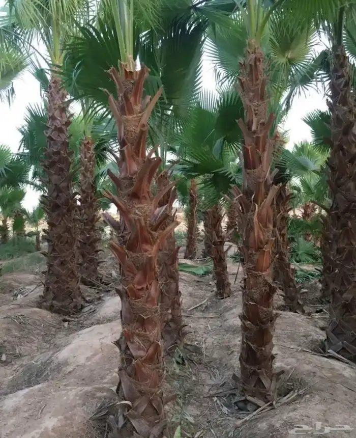 مشتل زراعي 1