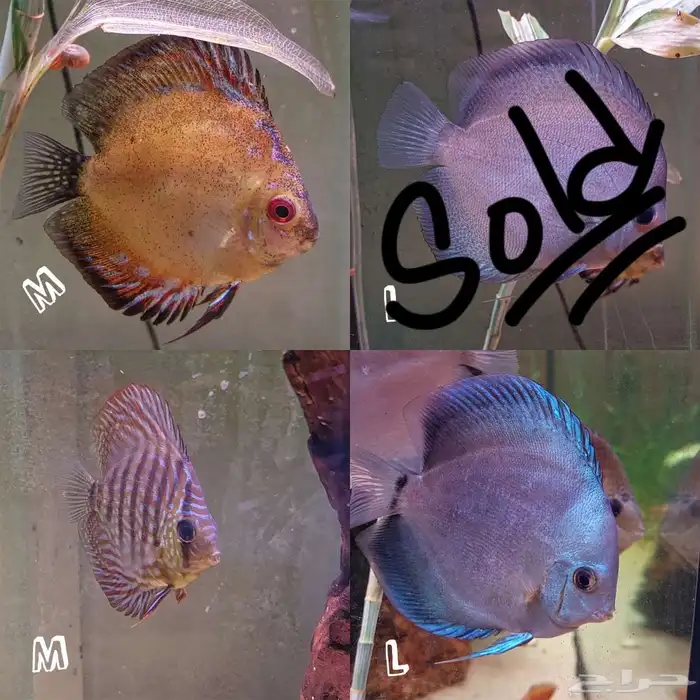 3 ديسكس للبيع 0