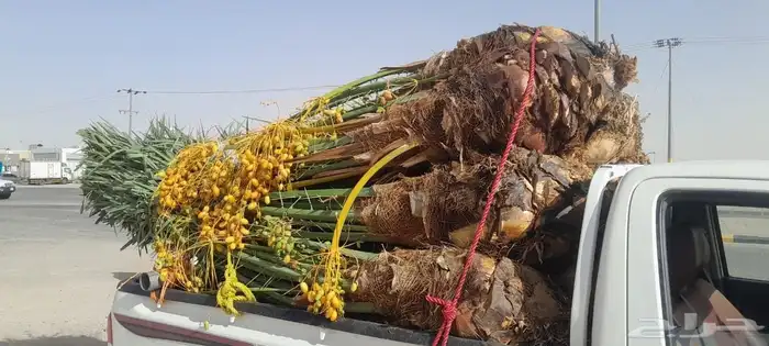 يوجد لدينا جميع انواع النخيل المثمره وجميع المقاسات المختلفة 3
