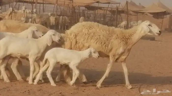 غنم حريات حرش خلفات فواخر مقنوي 24