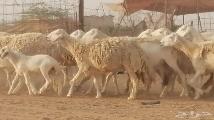غنم حريات حرش خلفات فواخر مقنوي 13